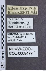 Etikette zu Athous (Haplathous) korabicus (Csiki, 1940) (NHMW-ZOO-COL-0008477)